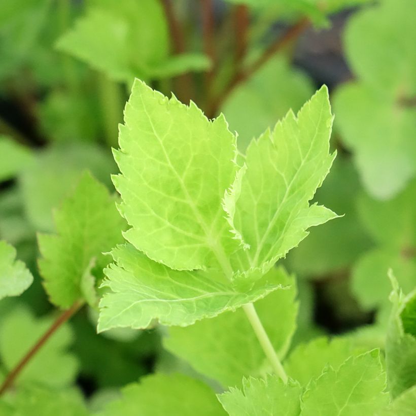 Salsa-japonesa - Cryptotaenia japonica (Folhagem)