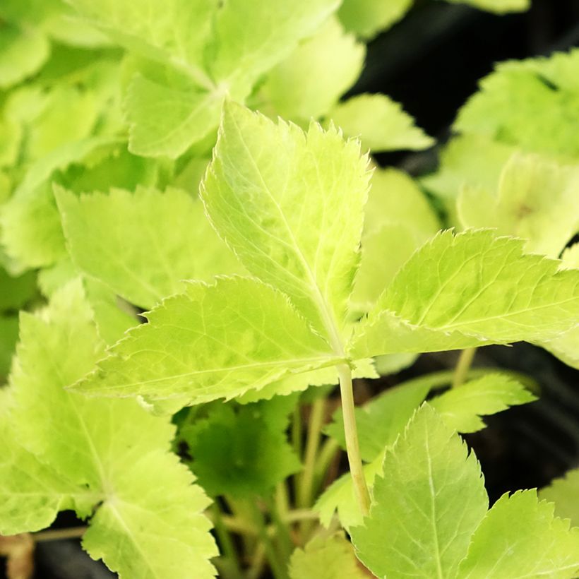 Salsa-japonesa Mitsuba Bio - Cryptotaenia japonica (Folhagem)