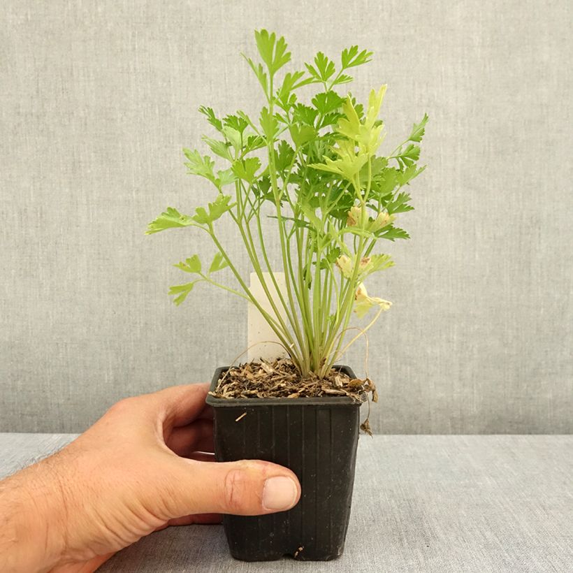 Amostra de Salsa-lisa - Petroselinum crispum var. neapolitanum Vaso de 8/9 cm tal como entregue no verão