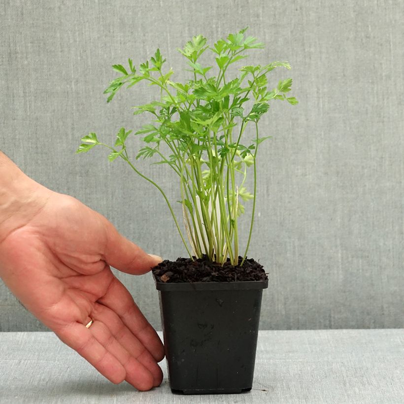 Amostra de Salsa-lisa - Petroselinum crispum var. neapolitanum Vaso de 8/9 cm tal como entregue na primavera