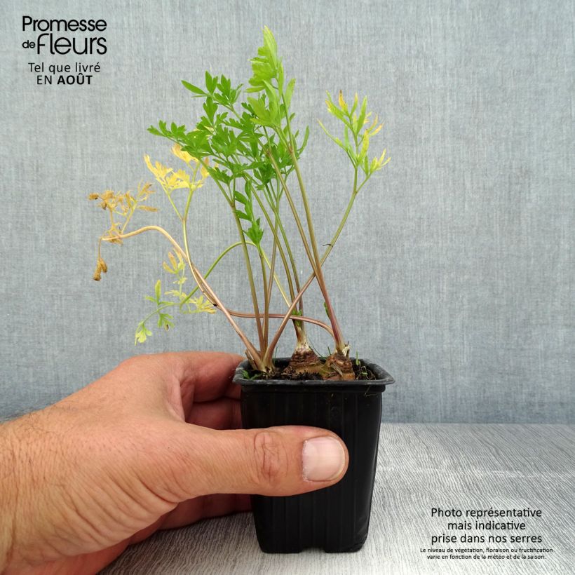 Amostra de Salsa tubéreculo Bio - Salsa de raiz grande em vaso Vaso de 7/8 cm tal como entregue no verão