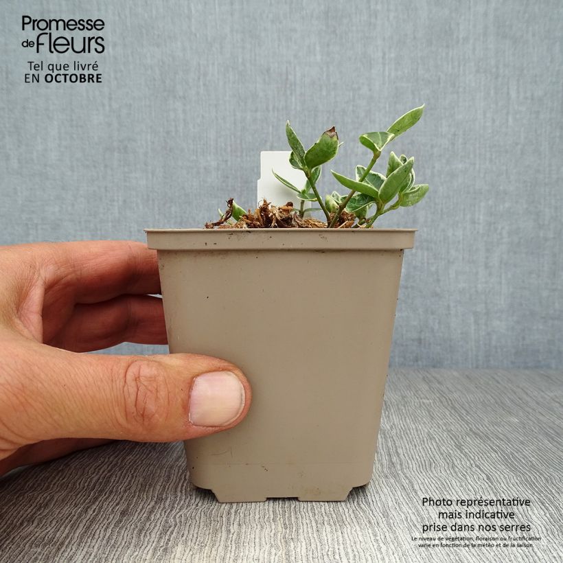Amostra de Vinca-menor Ralph Shugert Vaso de 8/9 cm tal como entregue no outono