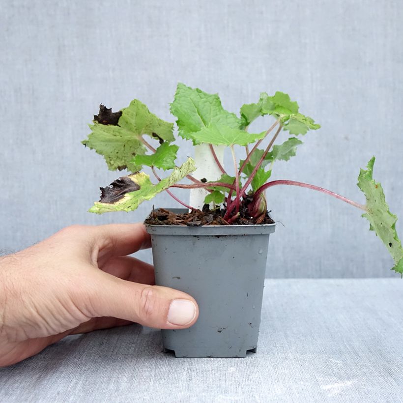 Amostra de Petasites albus Vaso de 8/9 cm tal como entregue no outono