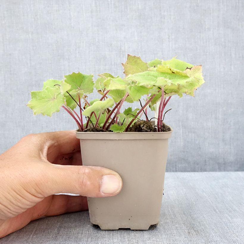 Amostra de Petasites albus Vaso de 8/9 cm tal como entregue no verão