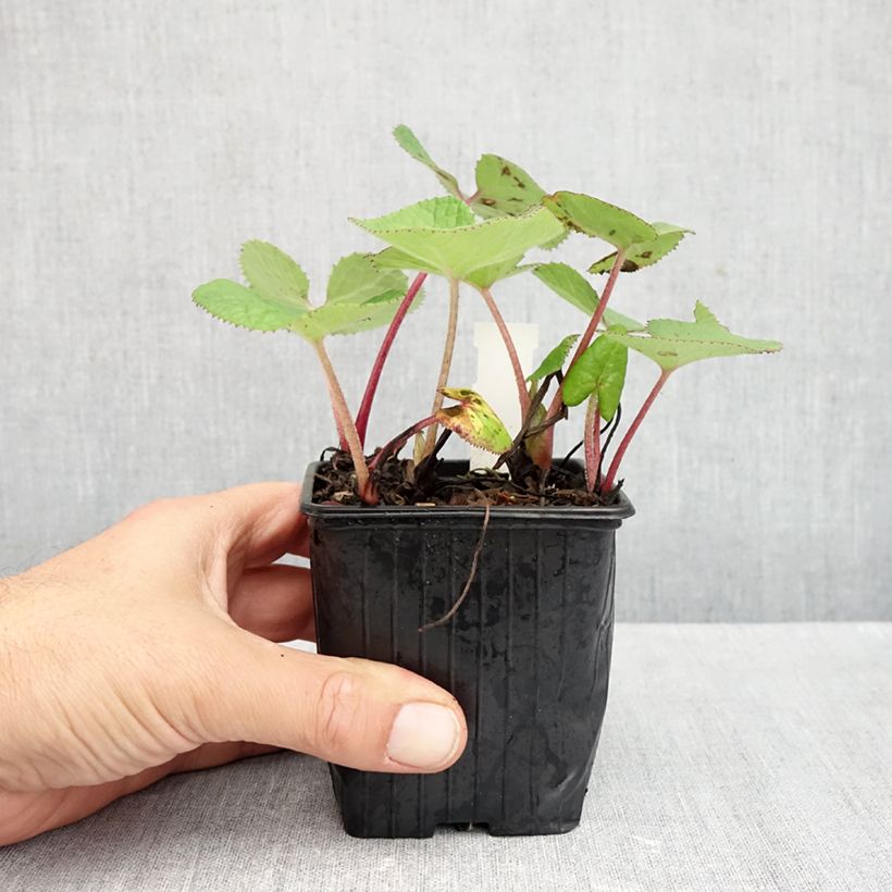 Amostra de Petasites fragrans Vaso de 8/9 cm tal como entregue no outono