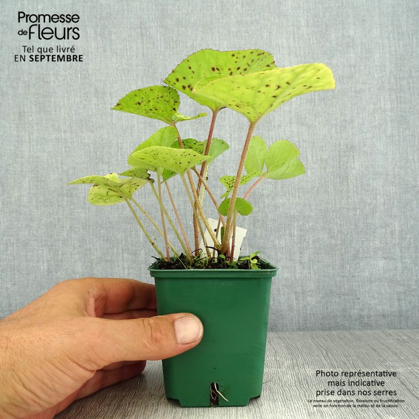 Amostra de Petasites fragrans Vaso de 8/9 cm tal como entregue no verão