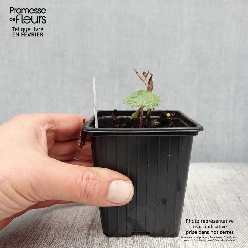 Amostra de Petasites fragrans - Héliotrope d'hiver Godet de 8/9 cm tal como entregue no inverno