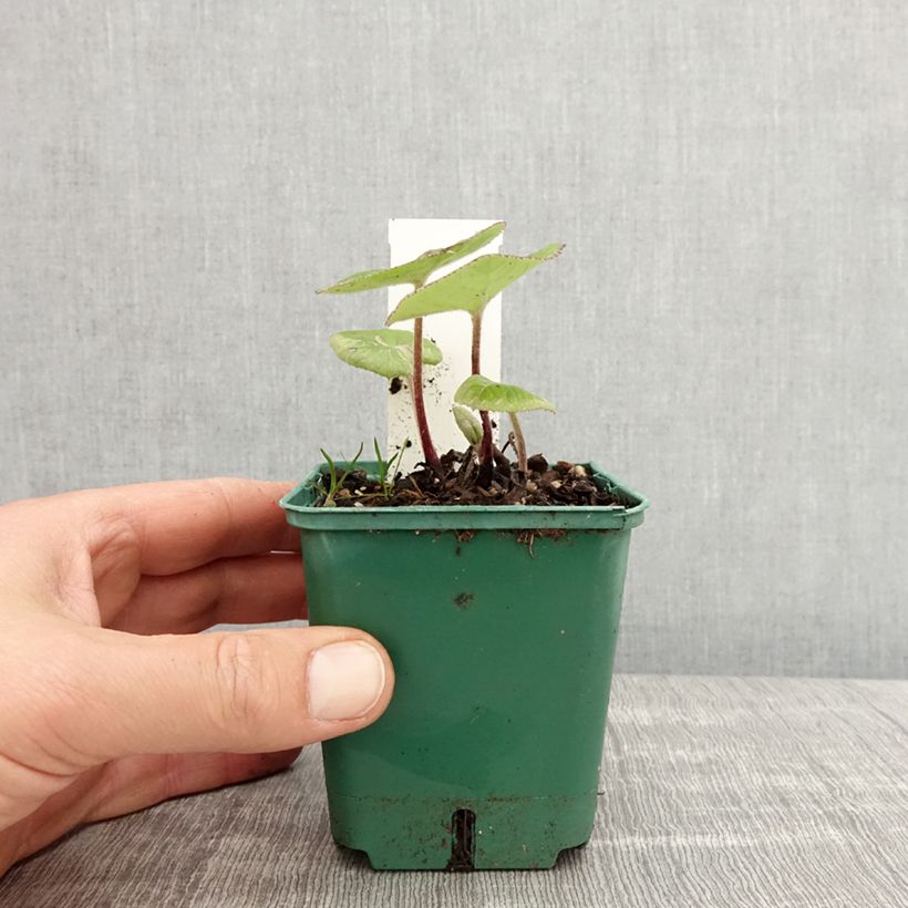 Amostra de Petasites fragrans Vaso de 8/9 cm tal como entregue na primavera