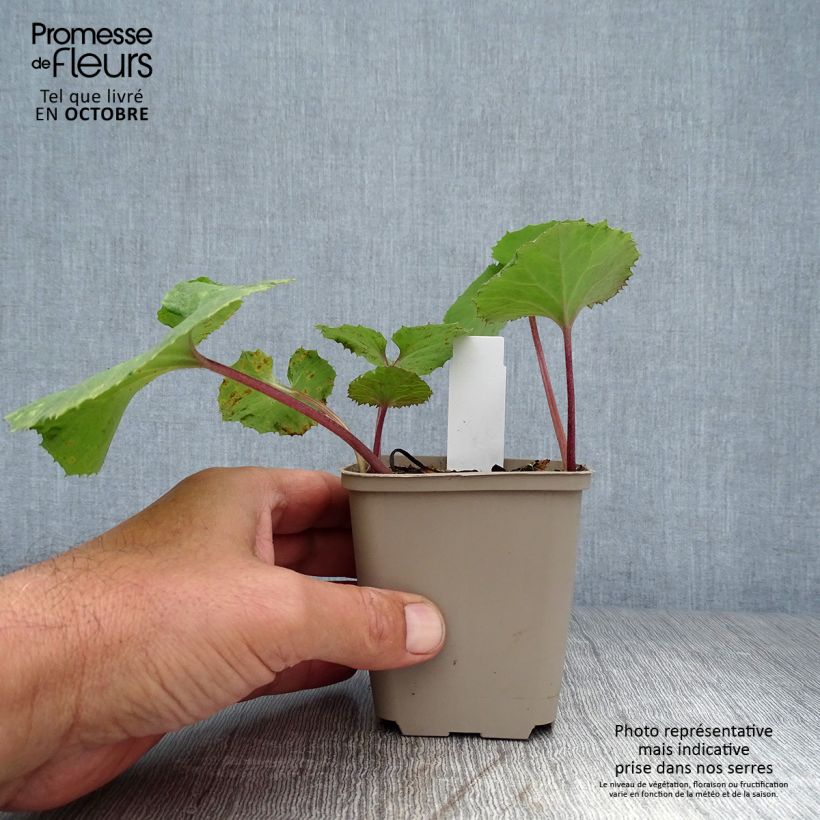 Amostra de Petasites japonicus Giganteus Vaso de 8/9 cm tal como entregue no outono