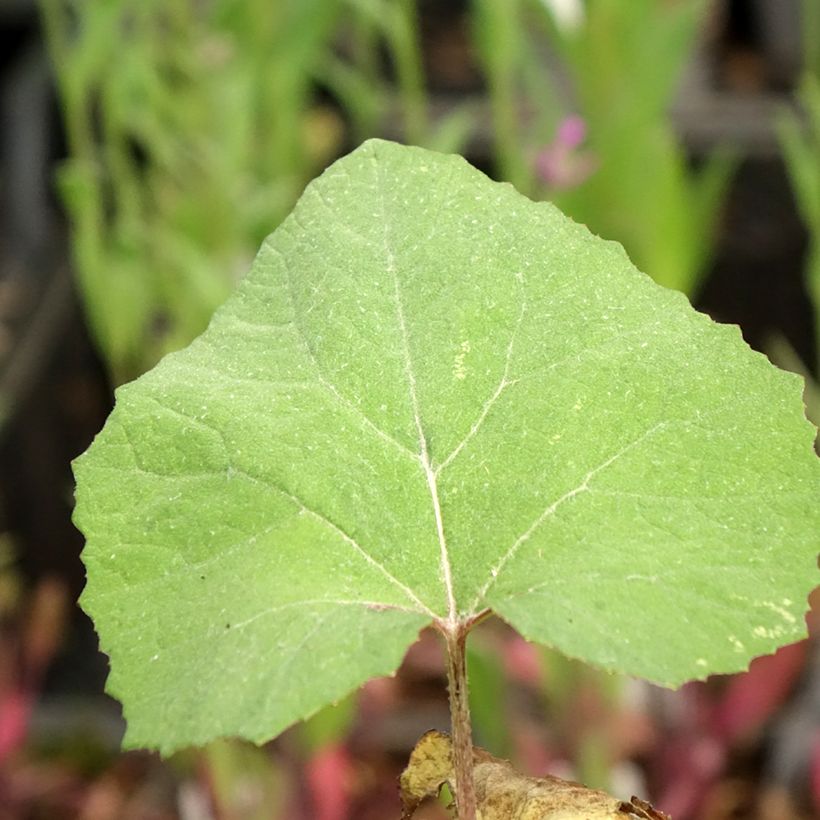 Petasites japonicus Giganteus (Folhagem)
