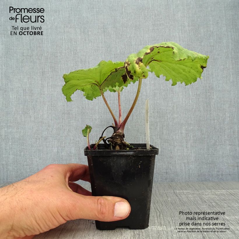 Amostra de Petasites japonicus Variegatus Vaso de 8/9 cm tal como entregue no outono