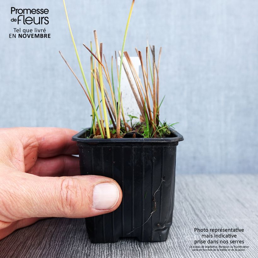 Amostra de Typha minima Vaso de 8/9 cm tal como entregue no outono
