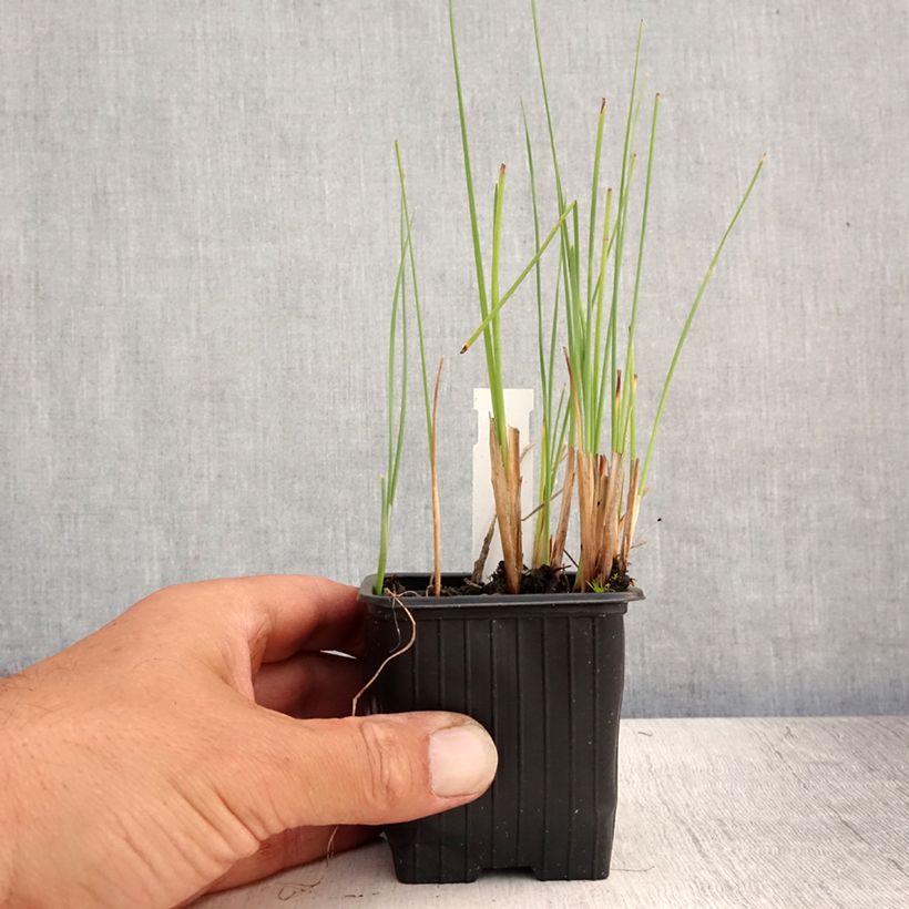 Amostra de Typha minima Vaso de 8/9 cm tal como entregue no verão