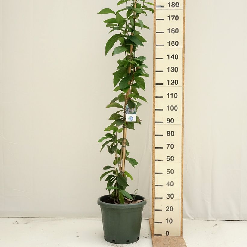 Amostra de Petrea volubilis - Liane de Saint Jean Pot de 20L/25L tal como entregue no verão