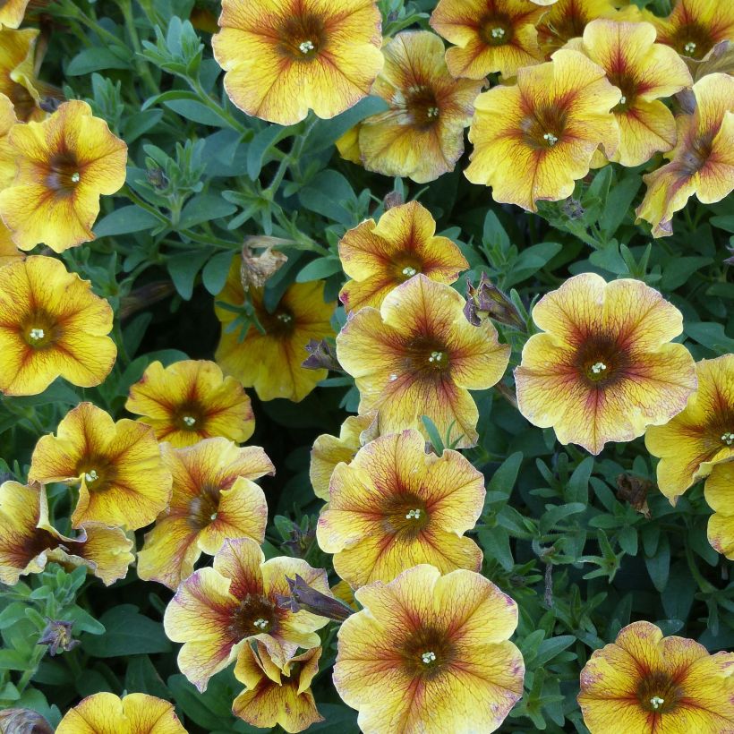 Petchoa BeautiCal Caramel Yellow (Floração)