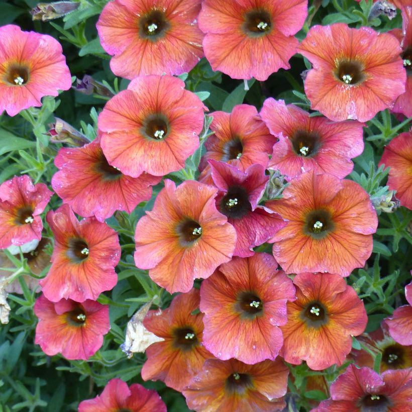 Petchoa BeautiCal Cinnamon (Floração)