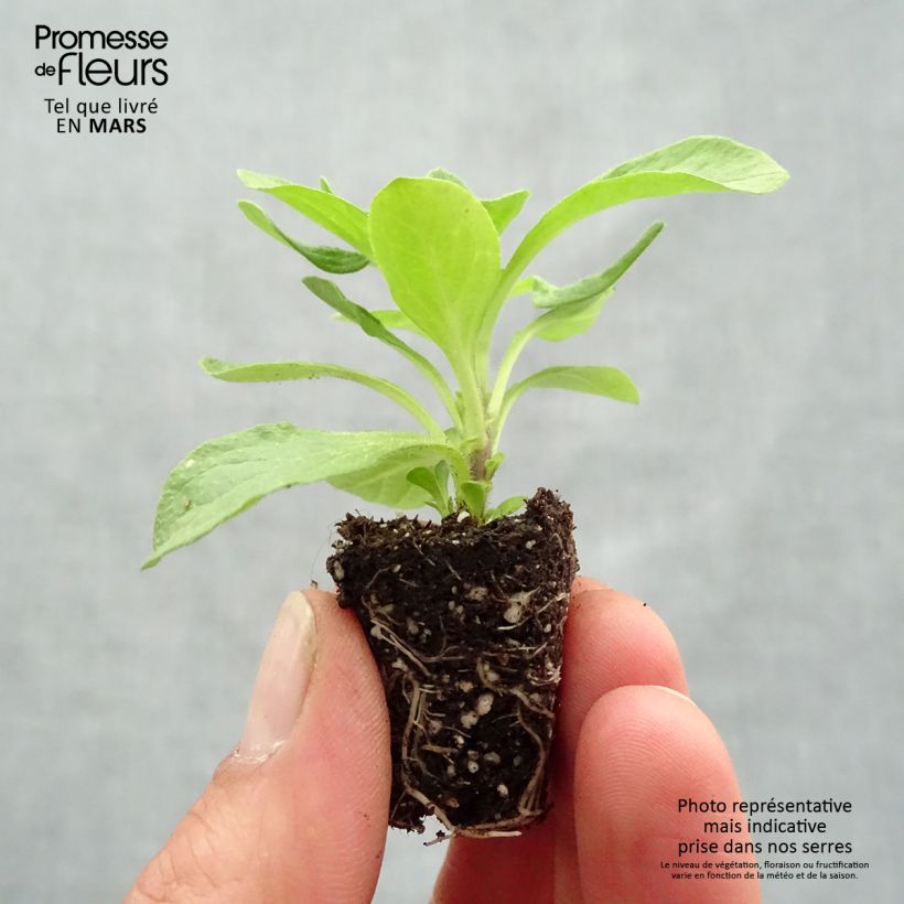 Amostra de Petunia BeautiCal Sunset Orange - Petchoa hybrida Mini-motte Ø 3/4 cm tal como entregue na primavera