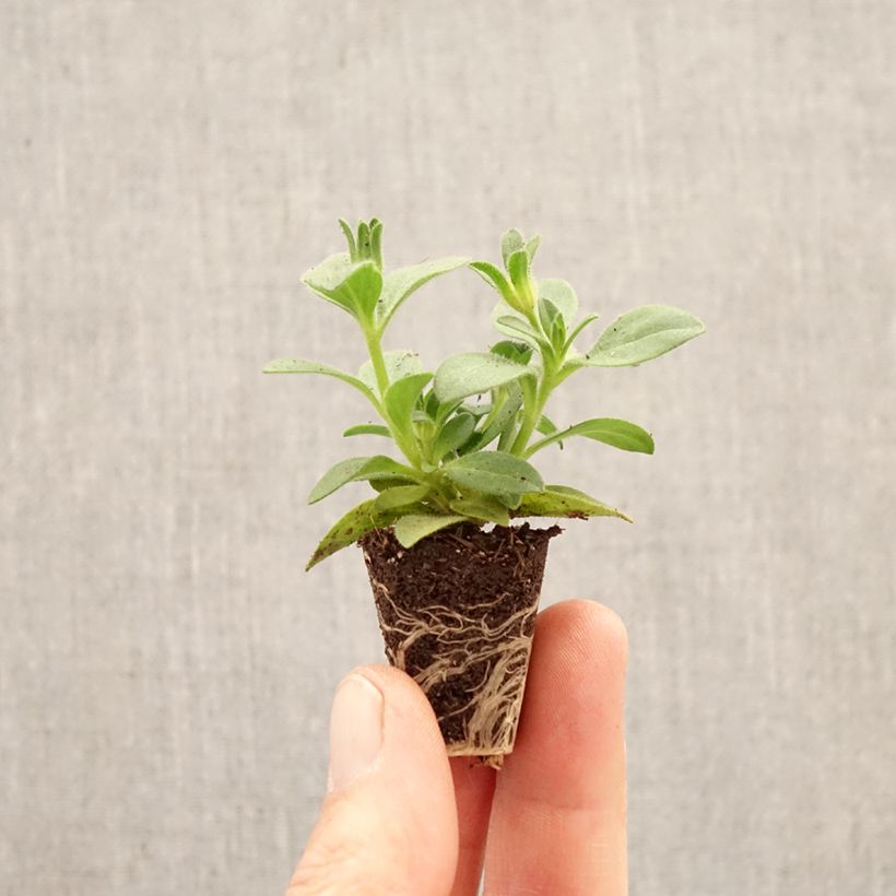 Amostra de Petúnia Bee's Knees Mini-torrão Ø 3/4 cm tal como entregue na primavera