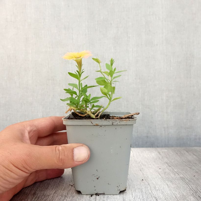 Amostra de Petúnia Cascadia Indian Summer Vaso de 8/9 cm tal como entregue no verão
