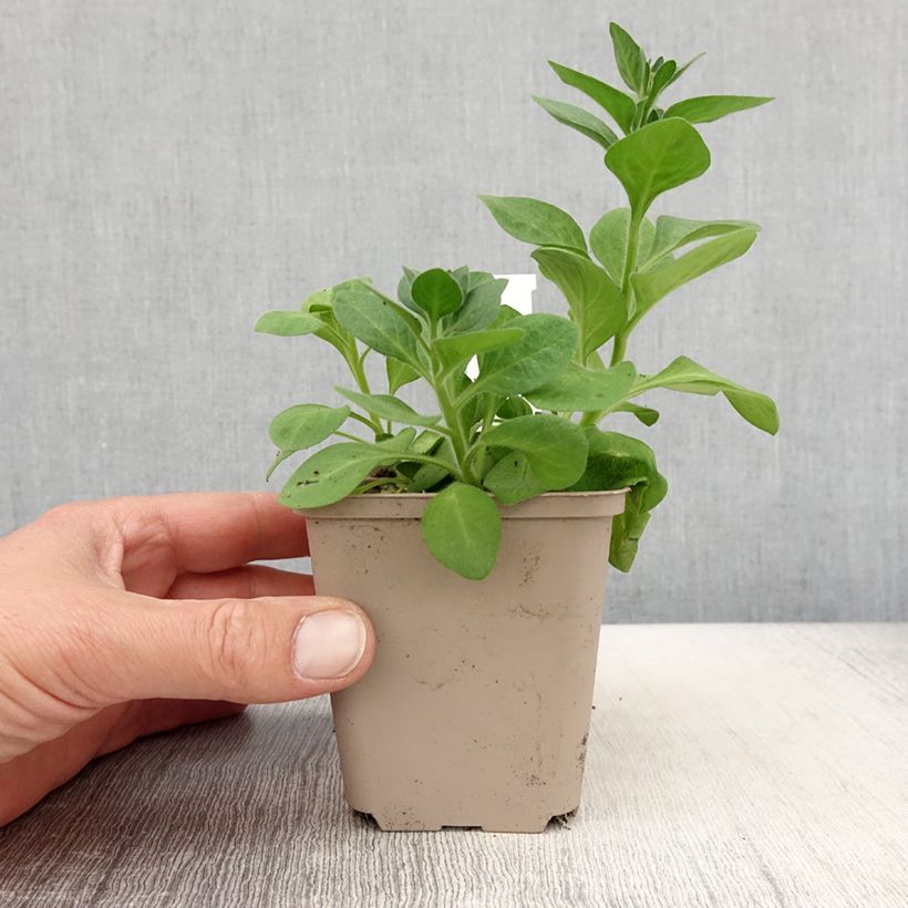 Amostra de Pétunia Cascadias Rim Magenta Godet de 8/9 cm tal como entregue na primavera