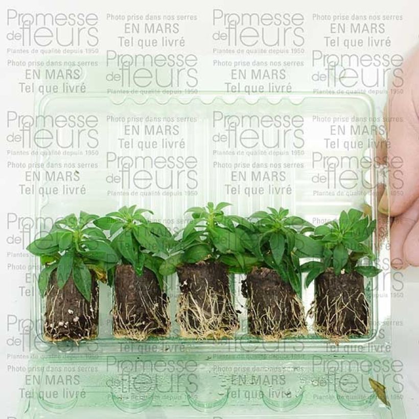 Exemplo de amostra de Calibrachoa Million Bells Cracking fire - Mini-pétunia Mini-torrão Ø 3/4 cm tal como entregue