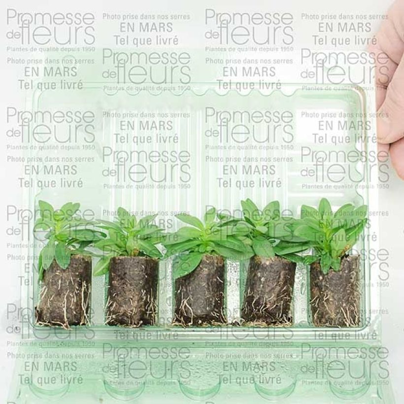 Exemplo de amostra de Calibrachoa Million Bells Trailing Fuchsia - Mini-pétunia Mini-torrão Ø 3/4 cm tal como entregue