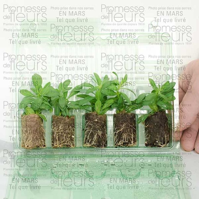 Exemplo de amostra de Calibrachoa Million Bells Trailing Ice - Mini-pétunia Mini-torrão Ø 3/4 cm tal como entregue