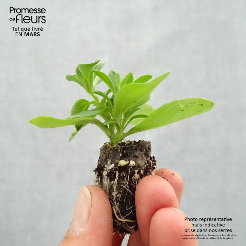 Amostra de Petunia Splash Dance Bolero Blue Mini-motte Ø 3/4 cm tal como entregue na primavera