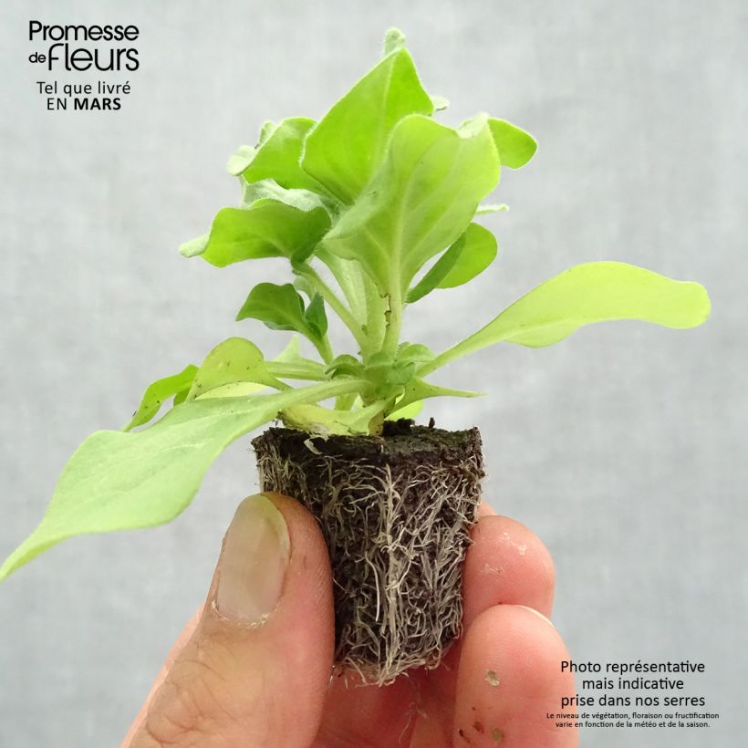 Amostra de Petunia Splash Dance Fuchsia Flamenco Mini-motte Ø 3/4 cm tal como entregue na primavera