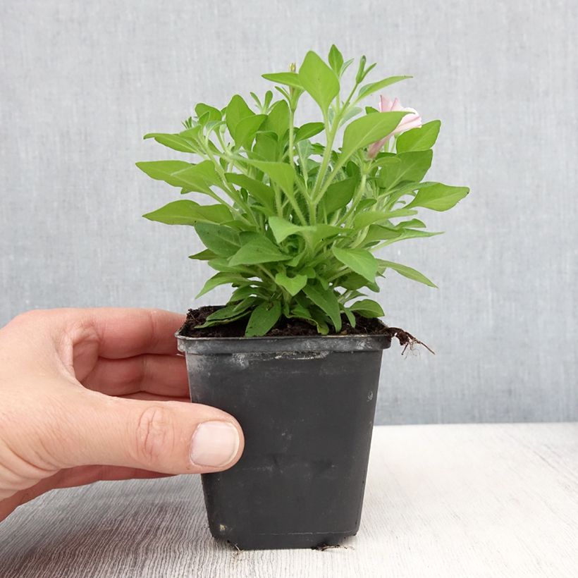 Amostra de Pétunia Supertunia Pink Star Godet de 8/9 cm tal como entregue na primavera