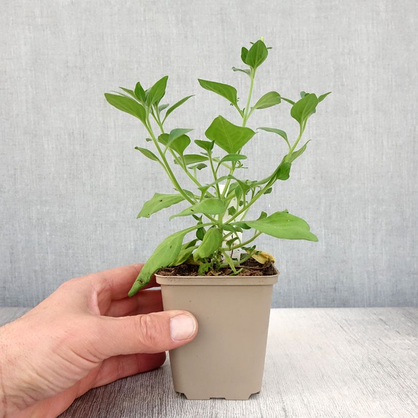 Amostra de Pétunia Supertunia Vista Bubblegum Pot de 10 cm/11cm tal como entregue na primavera