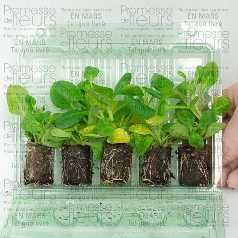 Exemplo de amostra de Pétunia surfinia double rose pale Mini-motte Ø 3/4 cm tal como entregue