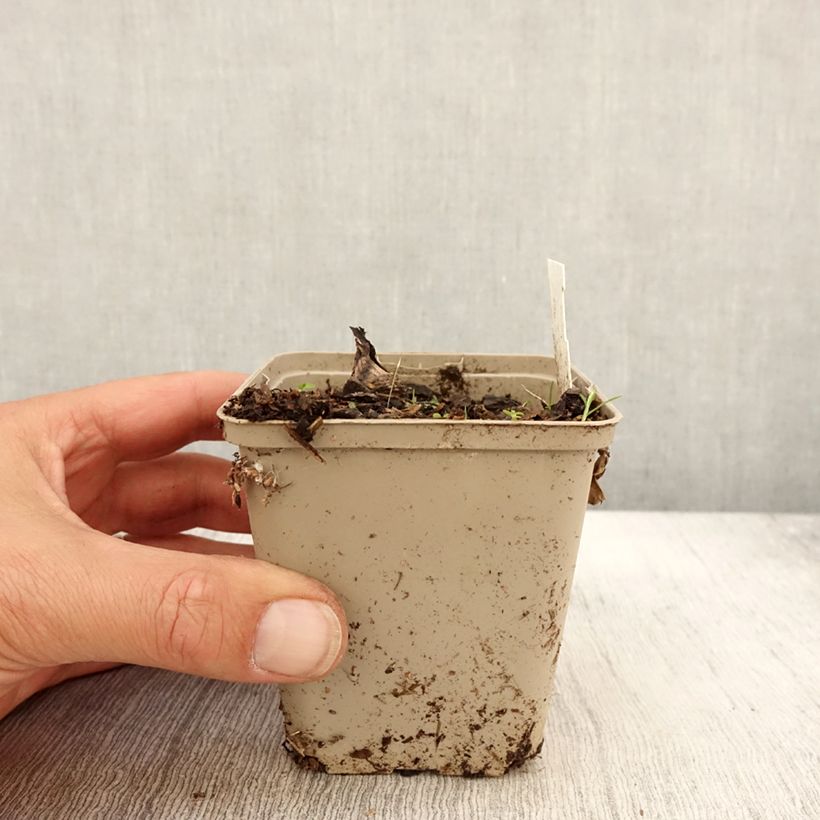 Amostra de Peucedanum ostruthium Daphnis Vaso de 8/9 cm tal como entregue no outono