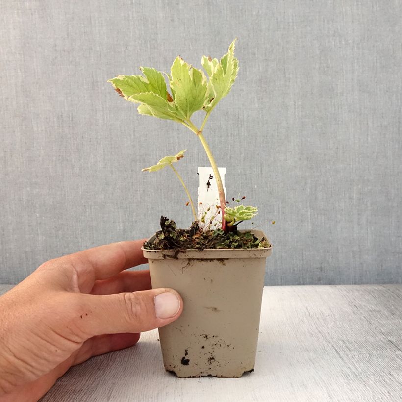 Amostra de Peucedanum ostruthium Daphnis Vaso de 8/9 cm tal como entregue no verão
