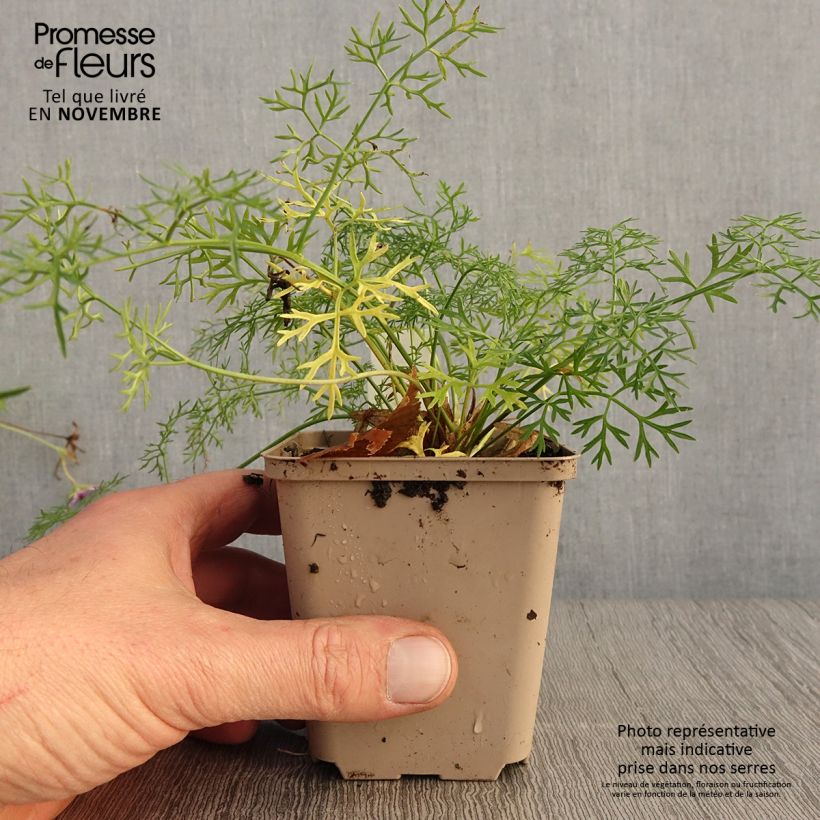 Amostra de Peucedanum rablense Vaso de 8/9 cm tal como entregue no outono