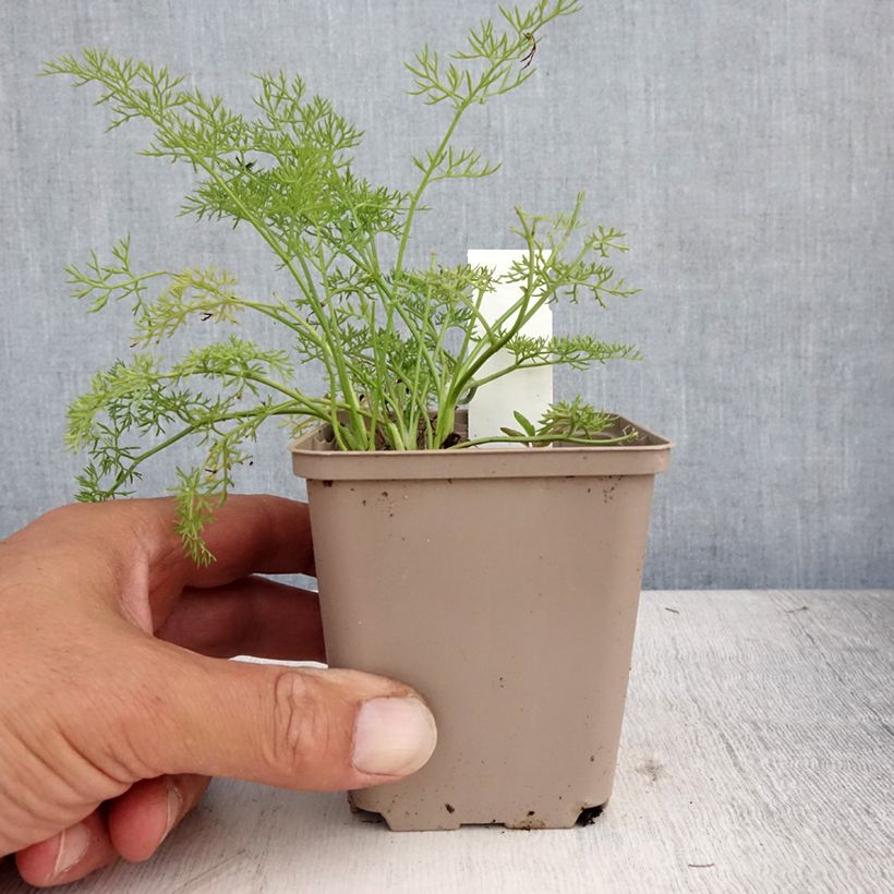 Amostra de Peucedanum rablense Vaso de 8/9 cm tal como entregue no verão