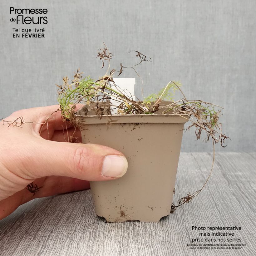 Amostra de Peucedanum rablense Vaso de 8/9 cm tal como entregue no inverno