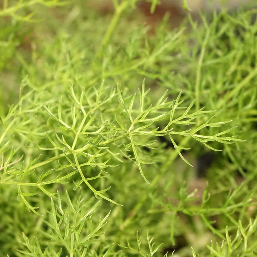 Peucedanum rablense (Folhagem)