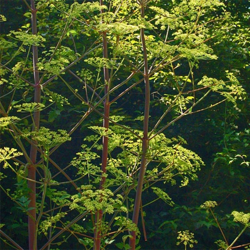 Peucedanum verticillare (Hábito)