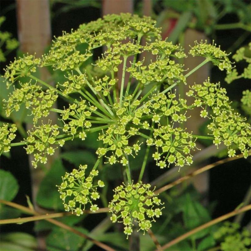 Peucedanum verticillare (Floração)