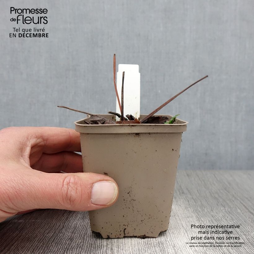Amostra de Peucedanum verticillare Vaso de 8/9 cm tal como entregue no outono