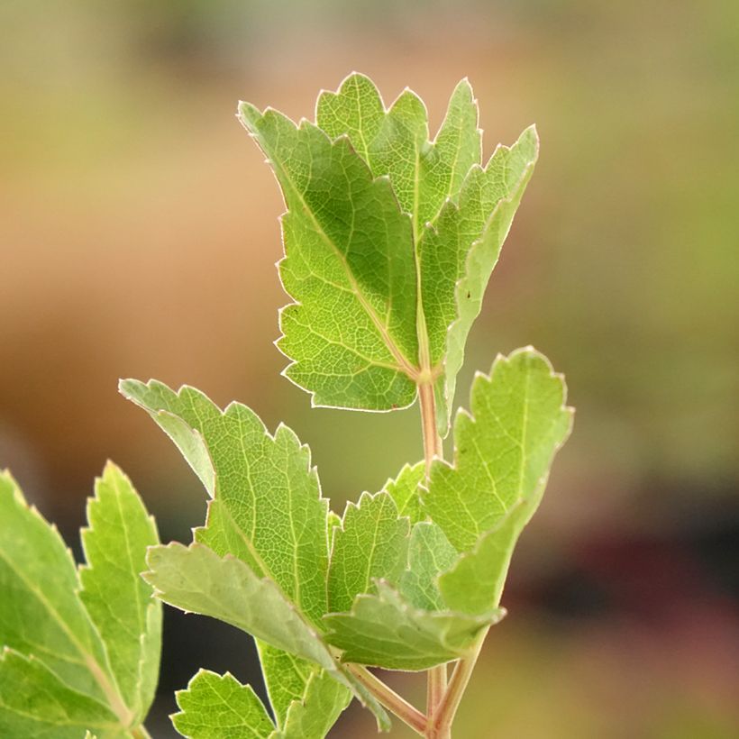 Peucedanum verticillare (Folhagem)