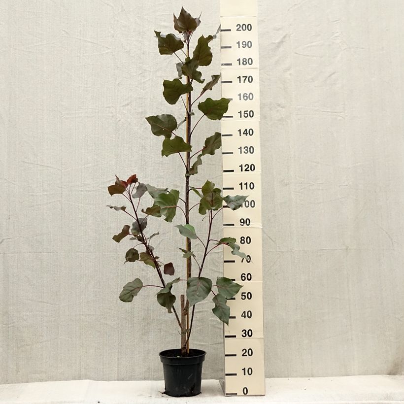 Amostra de Choupo-deltoide Fuego - Populus deltoides Vaso de 7,5 L/10 L tal como entregue no verão