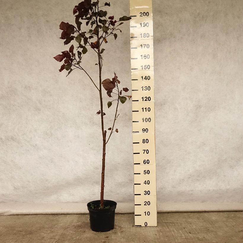 Amostra de Choupo-deltoide Purple Tower - Populus deltoides Vaso de 4 L/5 L tal como entregue no verão