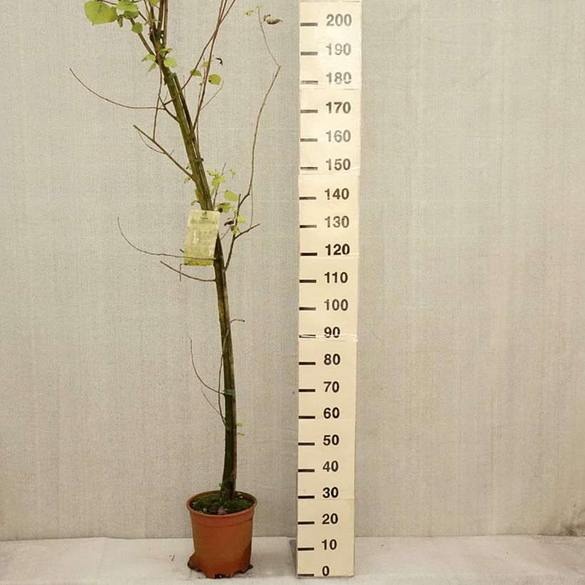 Amostra de Peuplier Robusta - Populus euramericana (canadensis) Pot de 7,5L/10L tal como entregue no outono