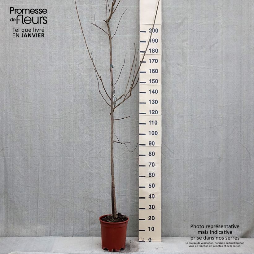 Amostra de Peuplier Robusta - Populus euramericana (canadensis) Vaso de 7,5 L/10 L tal como entregue no inverno
