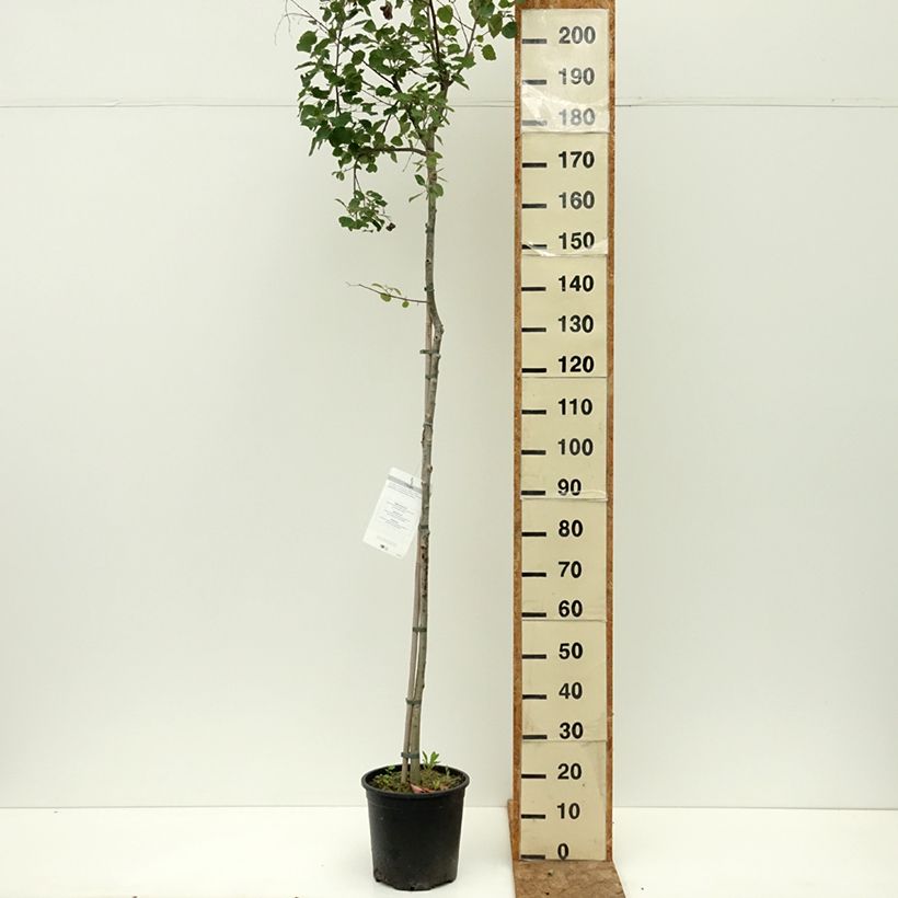 Amostra de Populus tremula Vaso de 7,5 L/10 L tal como entregue no verão