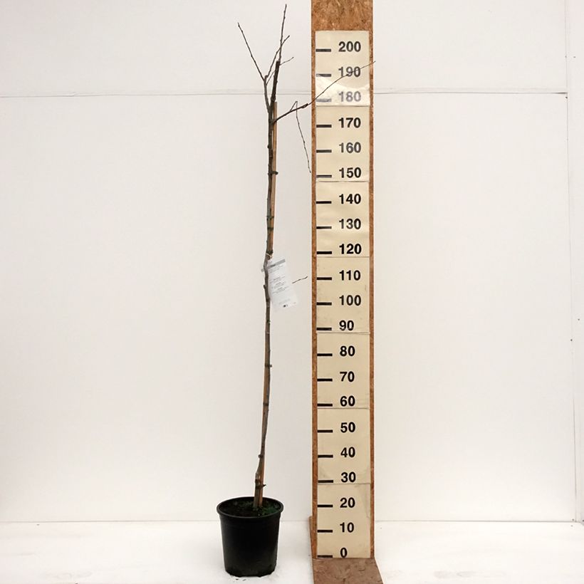 Amostra de Populus tremula Vaso de 7,5 L/10 L tal como entregue no inverno