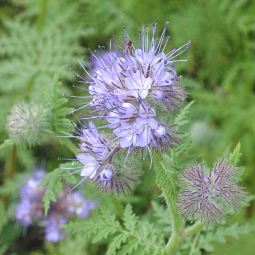 Facélia adubo verde - Phacelia tanacetifolia (Floração)