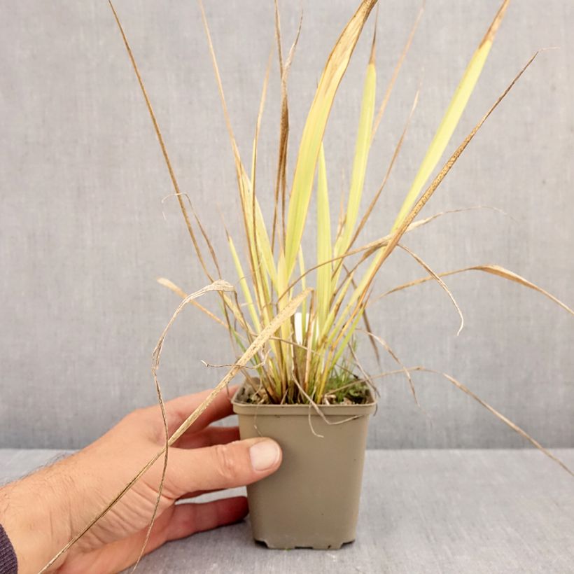 Amostra de Phaenosperma globosa Vaso de 8/9 cm tal como entregue no outono